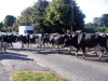 cows-outside-the-parish-hall