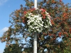 hanging-baskets