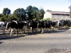 trowell-cattle-crossing
